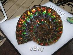 10 Wide Huge Ammolite Inlaid Ammonite So Rare And Beautiful One Of A Kind