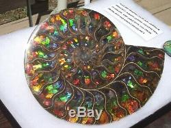 10 Wide Huge Ammolite Inlaid Ammonite So Rare And Beautiful One Of A Kind