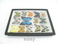 14 beautiful butterflies in 3D Box real taxidermy one-of-a-kind nice 10