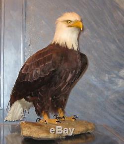 American Bald Eagle One Of Kind In World Museum Quality Artistic Replica