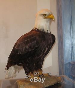 American Bald Eagle One Of Kind In World Museum Quality Artistic Replica