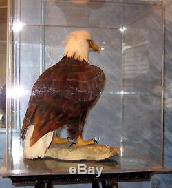 American Bald Eagle One Of Kind In World Museum Quality Artistic Replica