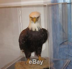 American Bald Eagle One Of Kind In World Museum Quality Artistic Replica