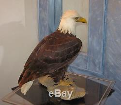 American Bald Eagle One Of Kind In World Museum Quality Artistic Replica
