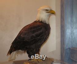American Bald Eagle One Of Kind In World Museum Quality Artistic Replica