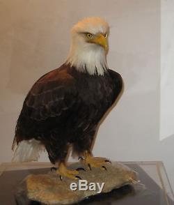 American Bald Eagle One Of Kind In World Museum Quality Artistic Replica