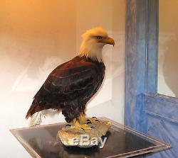 American Bald Eagle One Of Kind In World Museum Quality Artistic Replica