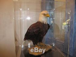 American Bald Eagle One Of Kind In World Museum Quality Artistic Replica