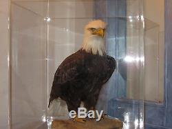 American Bald Eagle One Of Kind In World Museum Quality Artistic Replica