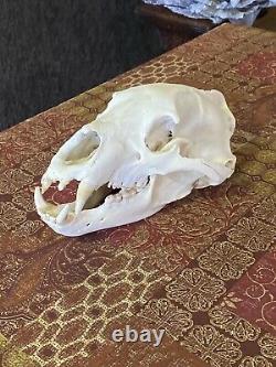 American Black Bear Decor Large One Of A Kind Replica Skull Mancave Cabin