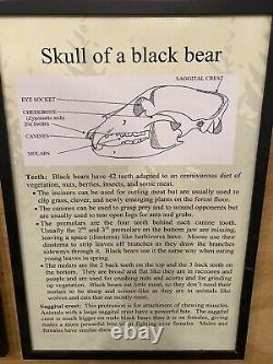 American Black Bear Decor Large One Of A Kind Replica Skull Mancave Cabin