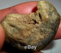 Baby Dinosaur Embryo Fossil One of A kind find! INCREDIBLE