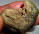 Baby Dinosaur Embryo Fossil One Of A Kind Find! Incredible