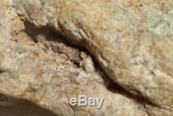 Baby Dinosaur Embryo Fossil One of A kind find! INCREDIBLE