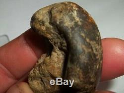 Baby Dinosaur Embryo Fossil One of A kind find! INCREDIBLE