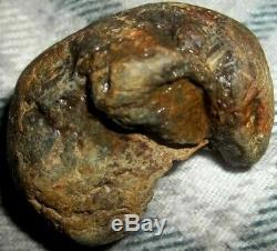 Baby Dinosaur Embryo Fossil One of A kind find! INCREDIBLE