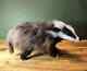 Badger, Animal Sculpture, One Of A Kind, Needle Felted Sold, Made To Order