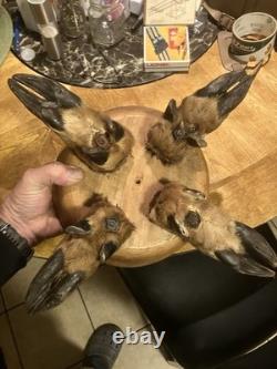 Deer foot ashtray 1960s one of a kind