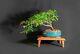 Firebush Bonsai Tree, One Of A Kind Collection From Samurai-gardens