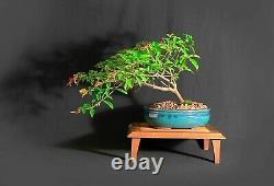 Firebush bonsai tree, One of a kind collection from Samurai-Gardens