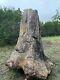 Giant Petrified Wood Tree Stump 8ft Tall Unique One Of A Kind Fossilized Fossil