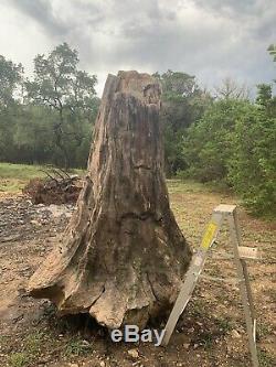 Giant Petrified Wood Tree Stump 8ft Tall Unique One of a kind fossilized fossil