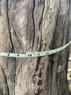 Giant Petrified Wood Tree Stump 8ft Tall Unique One of a kind fossilized fossil