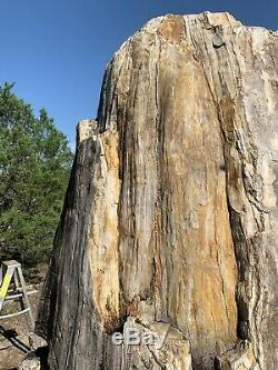 Giant Petrified Wood Tree Stump 8ft Tall Unique One of a kind fossilized fossil