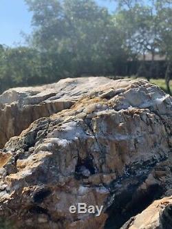 Giant Petrified Wood Tree Stump 8ft Tall Unique One of a kind fossilized fossil