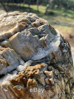 Giant Petrified Wood Tree Stump 8ft Tall Unique One of a kind fossilized fossil