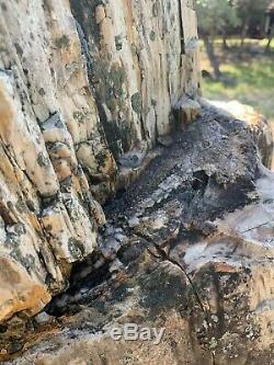 Giant Petrified Wood Tree Stump 8ft Tall Unique One of a kind fossilized fossil