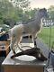 Goat Kid Vintage Embalmed Taxidermy Beautiful One Of A Kind Piece Collectible