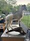 Goat Kid Vintage Embalmed Taxidermy Beautiful One Of A Kind Piece Collectible