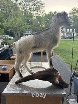 Goat Kid Vintage Embalmed Taxidermy Beautiful One Of A Kind Piece Collectible