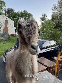 Goat Kid Vintage Embalmed Taxidermy Beautiful One Of A Kind Piece Collectible