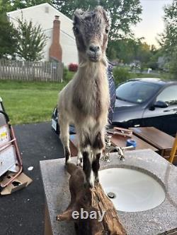 Goat Kid Vintage Embalmed Taxidermy Beautiful One Of A Kind Piece Collectible