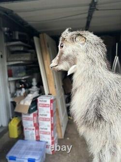 Goat Kid Vintage Embalmed Taxidermy Beautiful One Of A Kind Piece Collectible