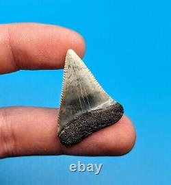 Gorgeous One Of A Kind 1.45 Great White Shark Tooth North Florida Gem