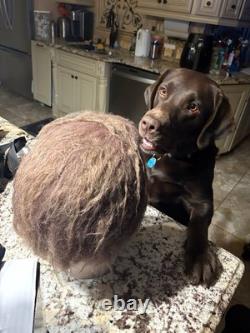 Halloween 1978 Movie Mask Replica collectible, one of the kind brand new