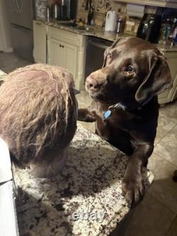 Halloween 1978 Movie Mask Replica collectible, one of the kind brand new