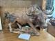 Hand Carved Wildebeest- One Of A Kind By Keke