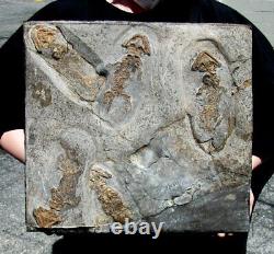 Killer One-of-a-kind Slab Of Five Permian Discosauriscus Amphibians Pre Dinosaur