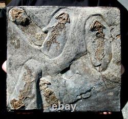 Killer One-of-a-kind Slab Of Five Permian Discosauriscus Amphibians Pre Dinosaur