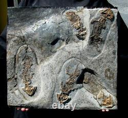 Killer One-of-a-kind Slab Of Five Permian Discosauriscus Amphibians Pre Dinosaur