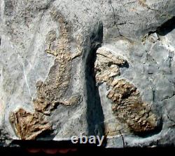 Killer One-of-a-kind Slab Of Five Permian Discosauriscus Amphibians Pre Dinosaur