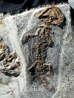Killer One-of-a-kind Slab Of Five Permian Discosauriscus Amphibians Pre Dinosaur