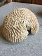 Large Natural Brain Coral Specimen Museum Quality One Of A Kind