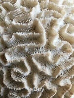 Large Natural Brain Coral Specimen Museum Quality One of a Kind