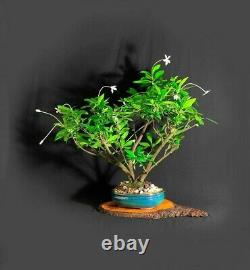 Madamfate bonsai tree (rare) One of a kind collection from Samurai-Gardens