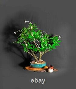 Madamfate bonsai tree (rare) One of a kind collection from Samurai-Gardens